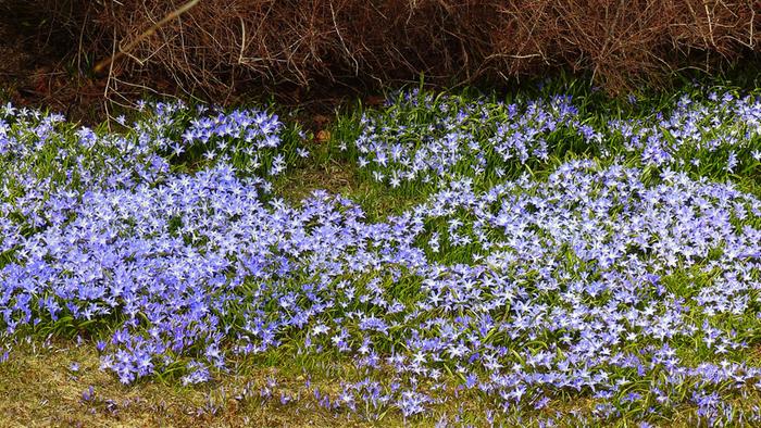 Kevään kukkasia huhtikuussa 2020.