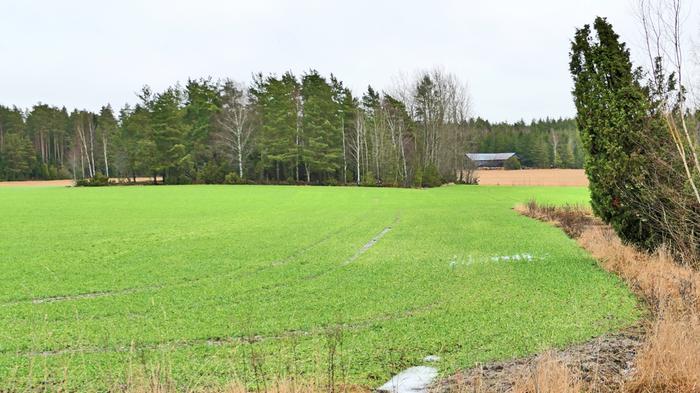 Pelto vihersi Lounais-Suomessa tammikuun lopussa 2025.