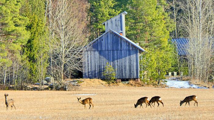 Lumet olivat vähissä Taivassalossa helmikuussa 2025.