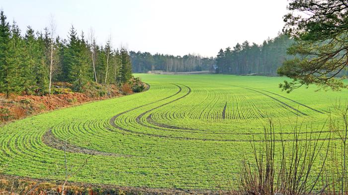 Lauha helmikuu Pelto vihersi Kustavissa helmikuussa 2025.