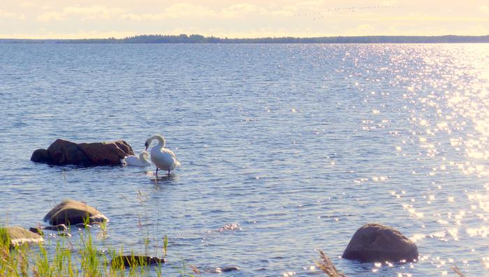Joutsenet aamuauringossa Joutsenet aamuauringossa Lohtajalla elokuussa 2020.