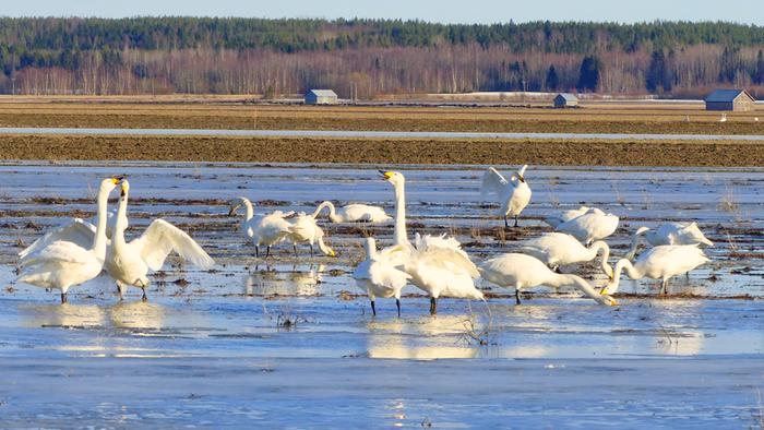 Joutsenia lepäilemässä ja ruokailemassa.