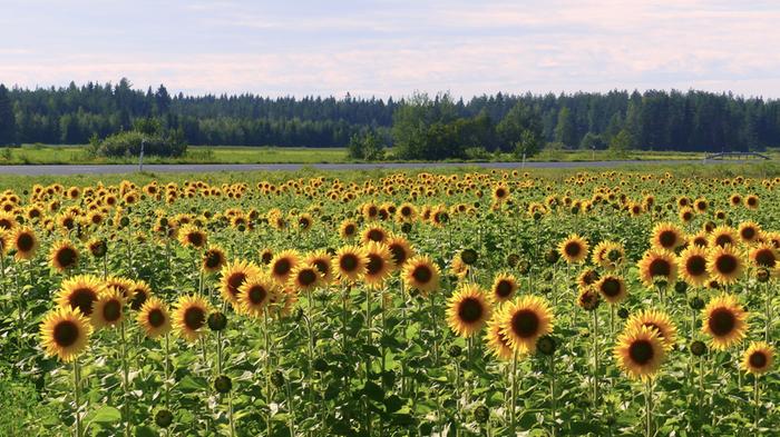 Auringonkukkia Auringonkukkia elokuussa 2020 Alavieskassa.