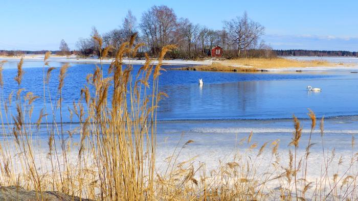 Joutsenia huhtikuussa 2019. Joutsenia Vaasan seudulla huhtikuussa 2019.