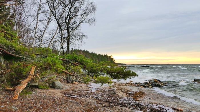 Voimakas tuuli pudotti suuren oksan penkin päälle Pyhärannassa 13.2.2023.