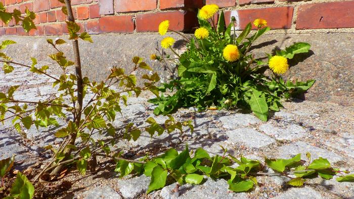 Toukokuun alun voikukkia Vaasassa.