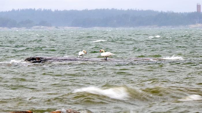 Joutsenet Joutsenet sateessa ja tuulessa.
