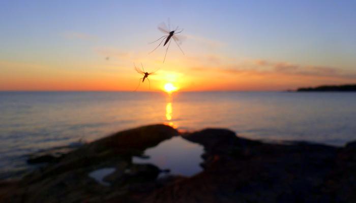 Kesästä 2022 odotetaan runsasta hyttyskesää. Hyttyset viihtyvät etenkin vesistöjen ja kosteikkojen läheisyydessä.