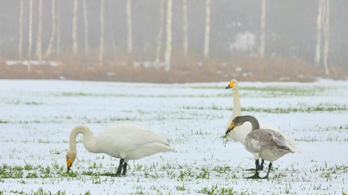 Joutsenet maaliskuun vaihtelevassa säässä.