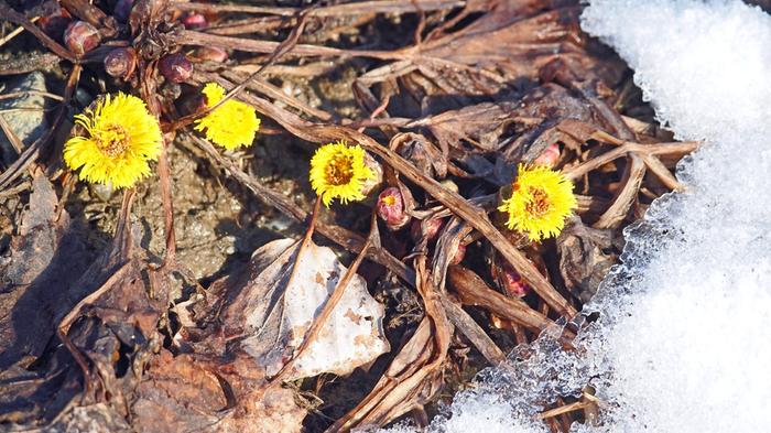 Leskenlehdet kukkivat helmikuussa 2025 Uudessakaupungissa.