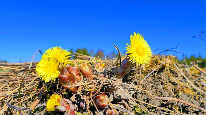 Leskenlehtiä aurinkoisessa ja keväisen lämpimässä säässä.