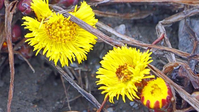 Leskenlehdet Leskenlehdet pilkistivät maasta lounaassa maaliskuun alussa 2025.