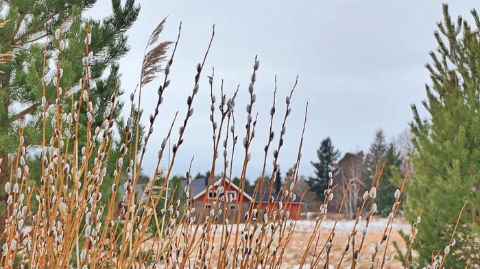 Pajunkissoja maaliskuun pilvisessä säässä.