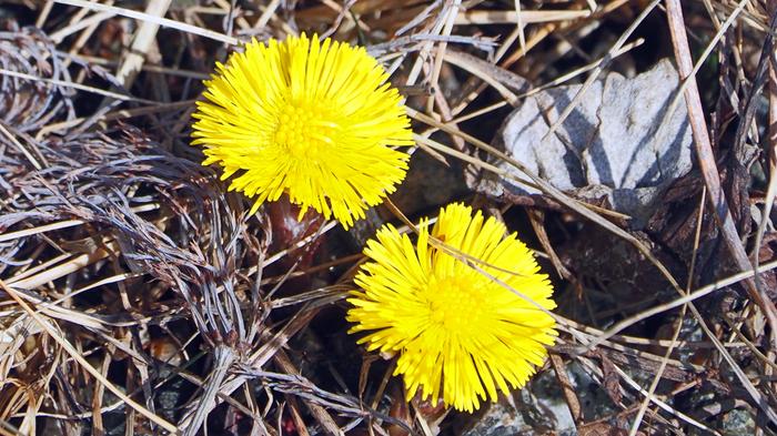 Leskenlehtiä Leskenlehtiä Kustavissa.