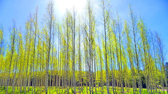 Koivikko Koivikko vihertää