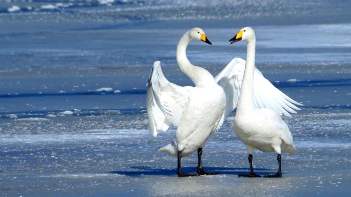 Joutsenet maaliskuun auringossa.