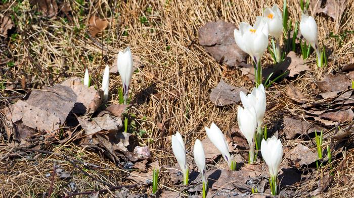 Huhtikuun säätä Kevätaurinko ja lämpö saavat luonnon heräämään.