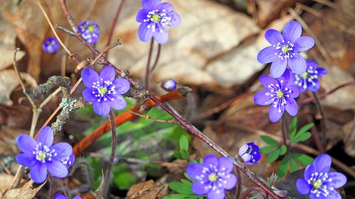 Sinivuokot Kuva: Keijo Väänänen, Uusikaupunki, 28.4.2024