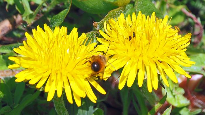 Voikukat Voikukat tuovat väriä kevääseen.
