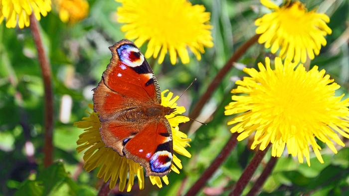 Toukokuisessa luonnossa näkyy jo väriä.