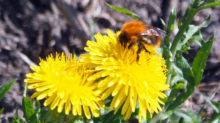 Toukokuisia voikukkia ja valoa.