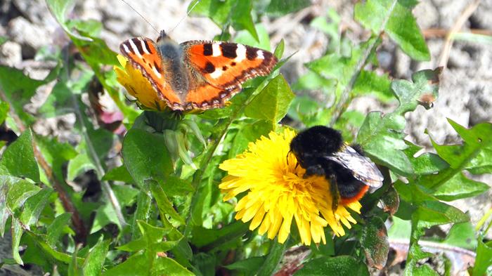 Toukokuun värejä Uudessakaupungissa.