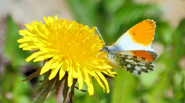 Perhonen Lämpöä riittää.