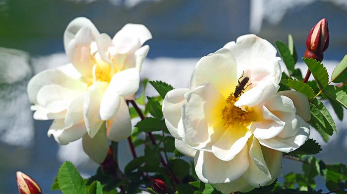 Alkukesän kukkaloistoa Alkukesän kukkaloistoa Uudessakaupungissa.