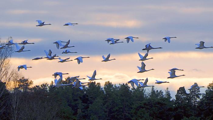 Joutsenet muuttomatkalla.