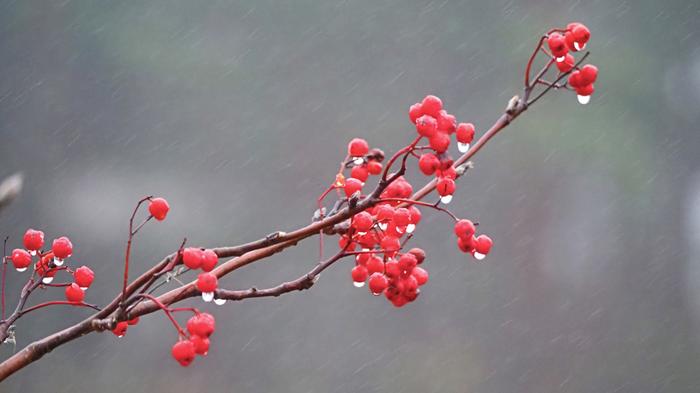 Vesisadetta Marraskuun säässä on usein harmautta, sateita tulee eri olomuodoissa.