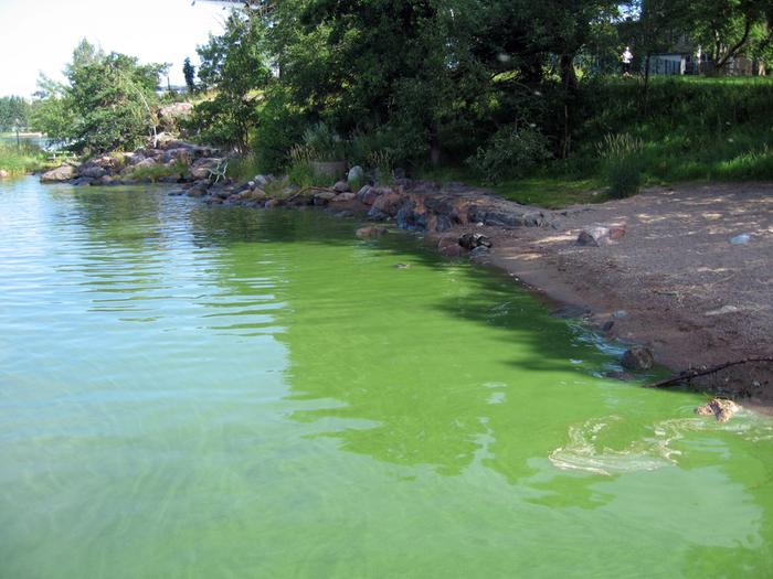 Sinilevää rantavedessä.