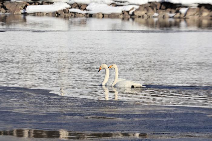 Laulujoutsenia on jo saapunut lähestyvän kevään houkuttamina. 
