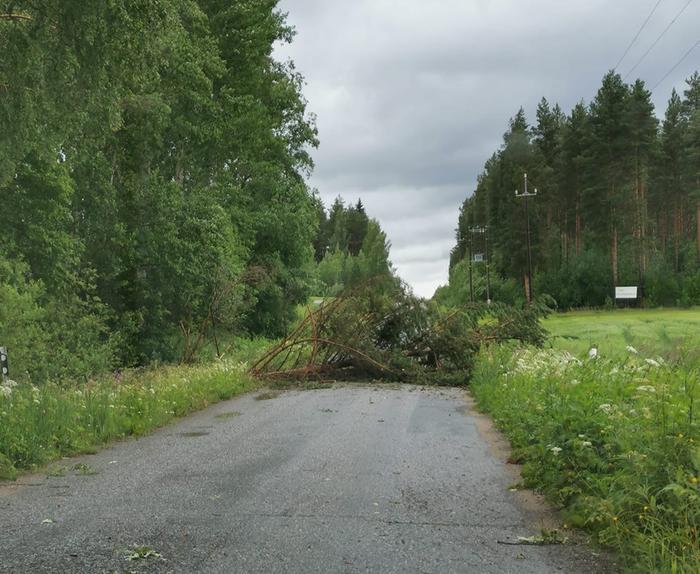 Päivö-myräkkä kaatoi puun tielle Enonkosken Ihamaniemellä 30. kesäkuuta 2020.