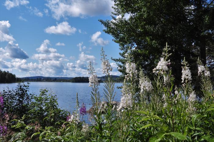 Pilvipoutaa ja kukkia.