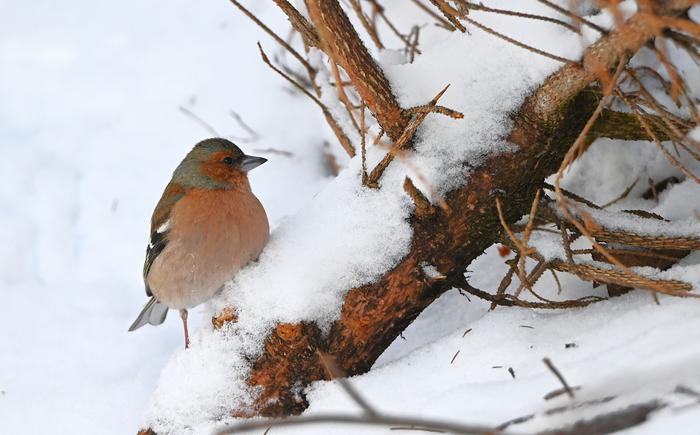 Peippo lumisateen jälkeen.