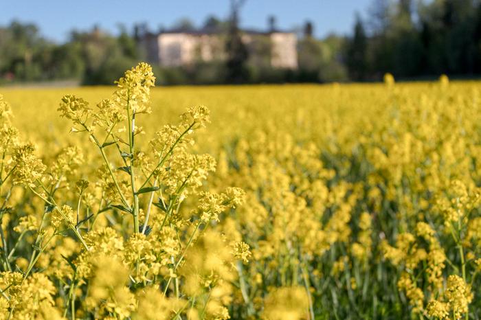 Alkukesän väriloistoa Nokialla.
