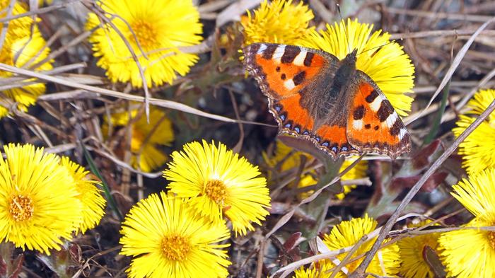 Leskenlehtiä ja perhonen Eteläisimmässä Suomessa luonnossa näkyy jo kevään merkkejä.