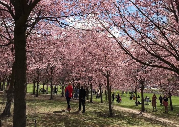 Ihmiset kuljeskelivat Roihuvuoren kirsikkapuistossa kauniina kevätpäivänä.