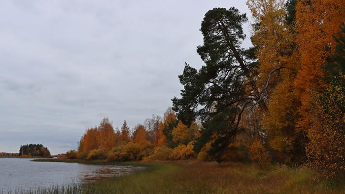 Ruskaa Kajaanissa Ruskaa pilvisenä päivänä Paltaniemellä.