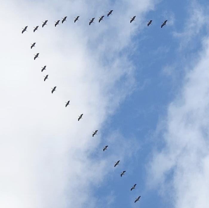 Kurkiaura Varsinais-Suomen taivaalla.