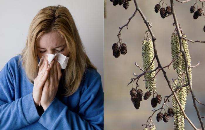 Siitepölykausi on alkanut Suomessa.