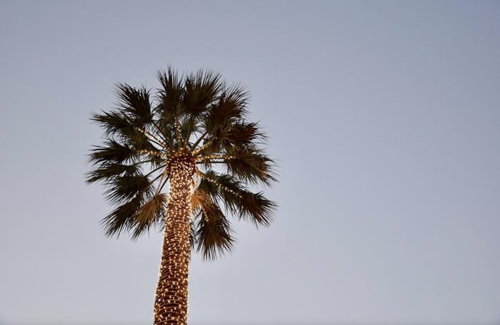 Palmupuu Yhdysvaltojen eteläisissä osavaltioissa joulusää on kuuma ja lämpötila kohoaa paikoin yli 30 asteen.