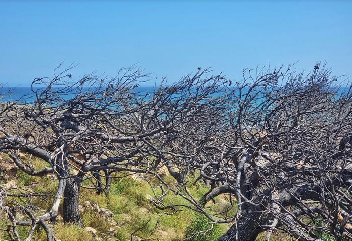 Maastopalojen riski kohoaa Välimerellä kuivan ja kuuman sään seurauksena.