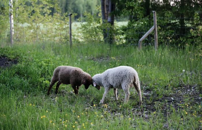 Pässit ottavat Juuso Joonan tilalla leikkimielistä mittelöä. Tietyillä eläimillä onkin vastaisuudessa tärkeä rooli ilmastonmuutoksen tuomien haasteiden torjunnassa. Esimerkiksi märehtijät pystyvät muuttamaan nurmea tärkeiksi proteiineiksi. Ilmastonmuutoksen rajoittamisen kannalta maataloudessa on tärkeää ehkäistä maaperän hiilivarastojen karkaaminen. Nurmi on yksi oiva keino myös siihen.