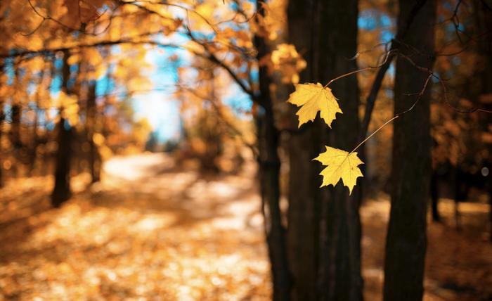 Lähestyvä marraskuukaan ei hyydytä Eurooppaa. Lämpimiä, kesäisen llmamassan pulsseja, näyttäisi jatkossakin ohjautuvan Pohjois-Afrikasta kohti eteläistä ja läntistä Eurooppaa.