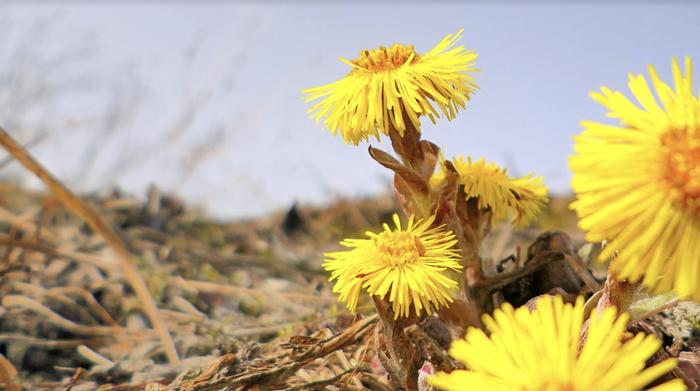Leskenlehdet Leskenlehdet putkahtivat kevätlämmössä esiin.