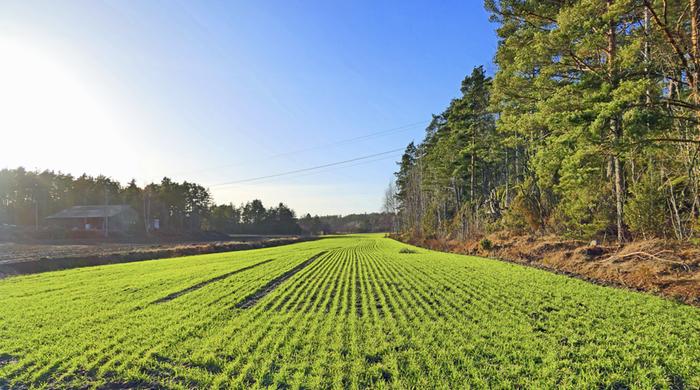 Lounais- ja etelärannikolla on useita täysin lumettomia alueita.