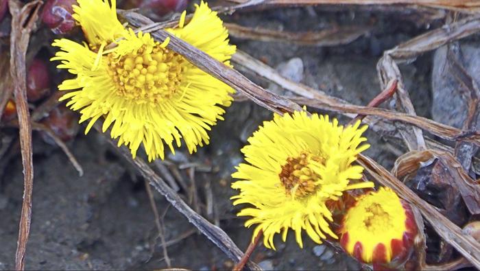 Aurinko herätteli leskenlehdet Uudessakaupungissa