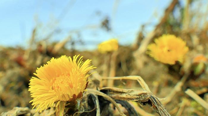 Leskenlehdet avautuivat kevätlämmössä.