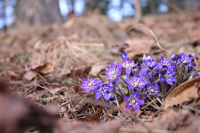 Keväinen lämpö herättelee jo kukkia.